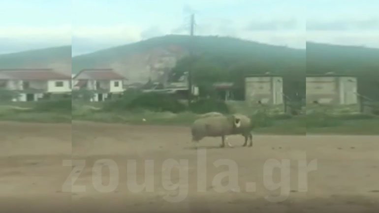 Όταν το ΙΧ εκλαμβάνεται ως «ανταγωνιστής» από τα ερωτοχτυπημένα κριάρια