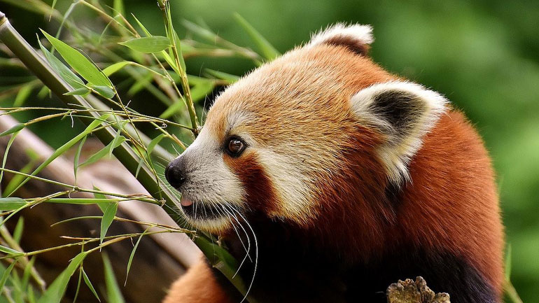 Ρουμανία: Το Μπράσοφ υποδέχθηκε το πρώτο -στη χώρα- κόκκινο πάντα