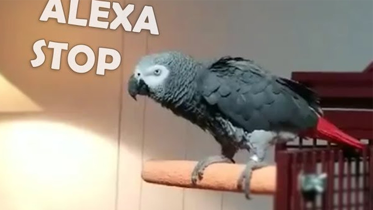 Παπαγάλος ζητά από την Alexa να σταματήσει το τραγούδι
