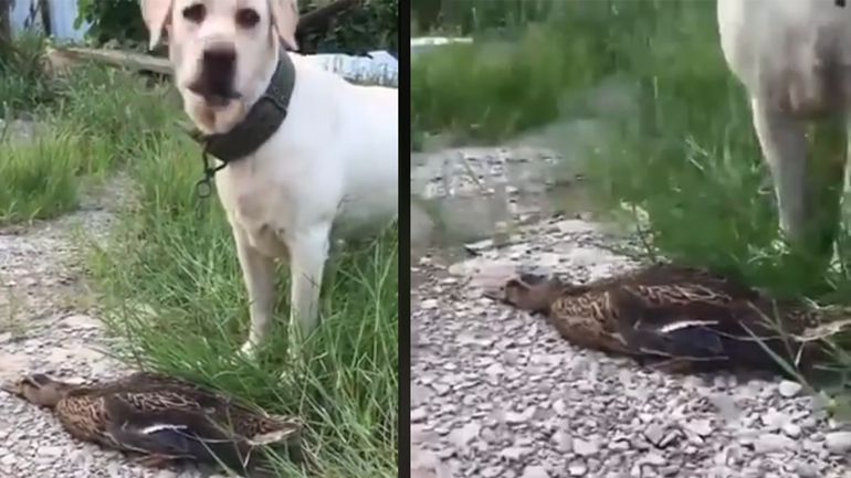 Ο ορισμός του «έκανε την πάπια»