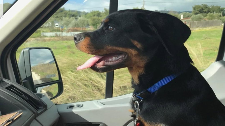 Χάθηκε Ροτβάιλερ στις Αφίδνες – Δίνεται αμοιβή για τον εντοπισμό του