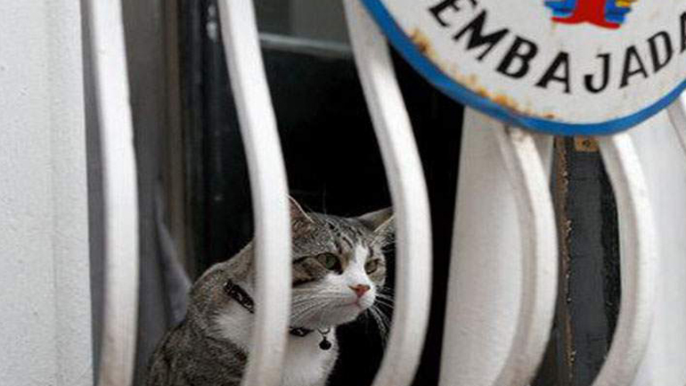 Ασφαλής ο γάτος του Ασάνζ διαβεβαιώνει το WikiLeaks