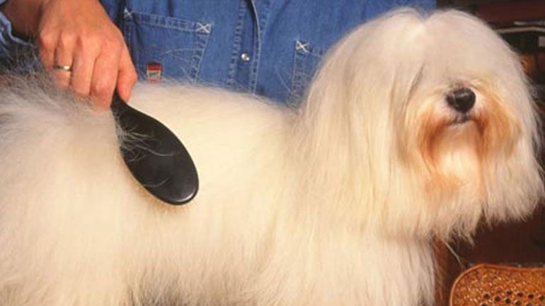 Τι λέει για τον σκύλο σου το τρίχωμά του