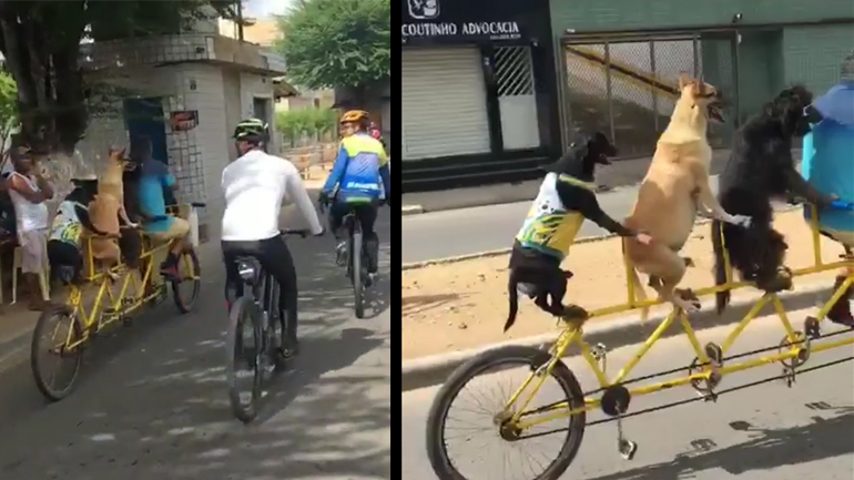 Κατά τη διάρκεια μιας ποδηλατικής συγκέντρωσης…