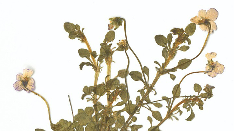 Το «Περιβόλι της Παναγιάς» παρουσιάζει τους φυσικούς θησαυρούς του