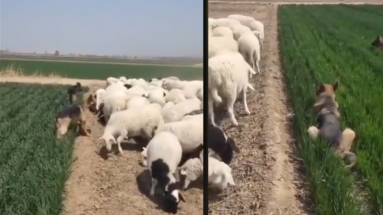 Απαγορεύεται να τρως χόρτο!