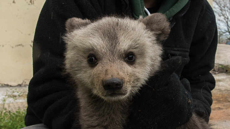 Ο Αρκτούρος διέσωσε δύο ορφανά αρκουδάκια στην Κοζάνη