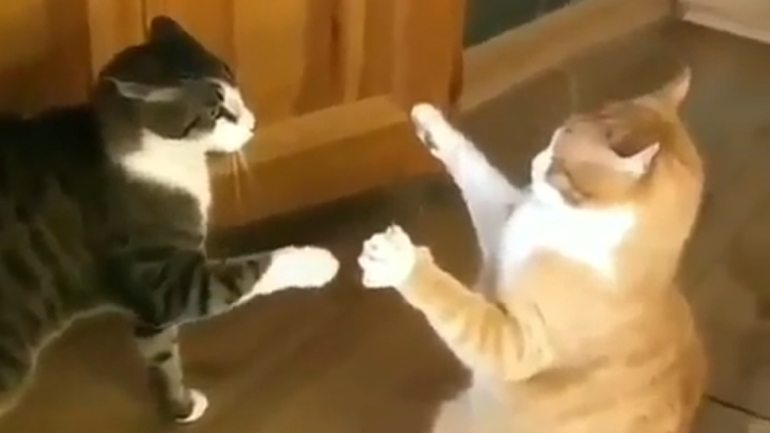 Γάτες σε άγρια μονομαχία