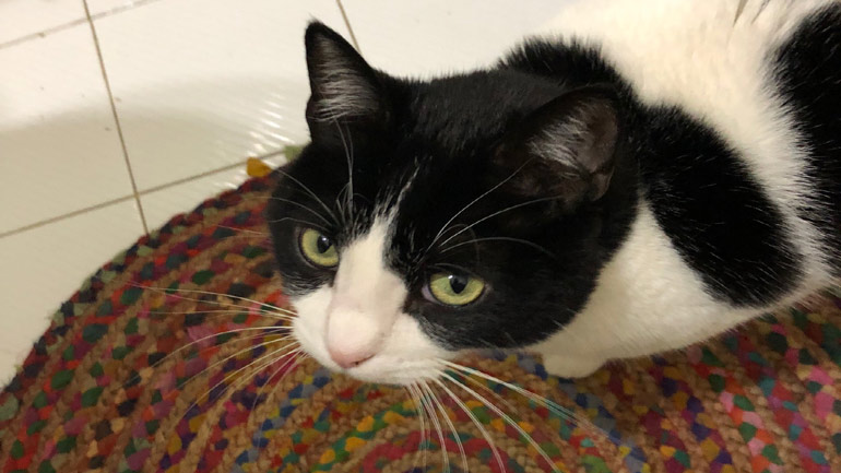 Οι επιστήμονες συμβουλεύουν: Κρατάτε τις γάτες σας μέσα στο σπίτι για την καλύτερη υγεία όλων!