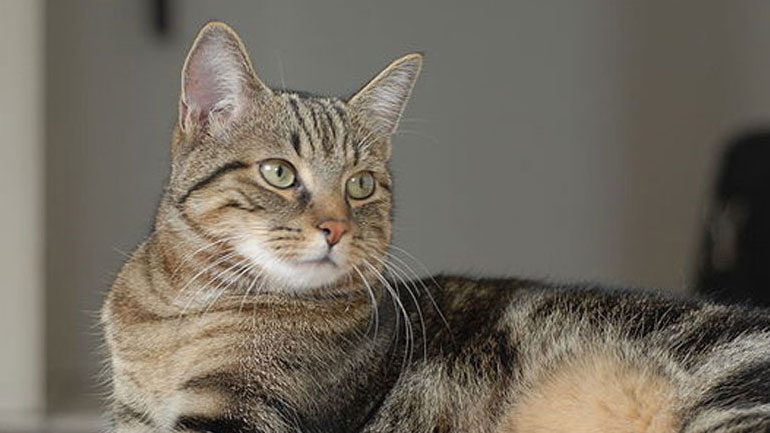 Πώς θα καταφέρεις να δώσεις στη γάτα σου ένα χάπι;