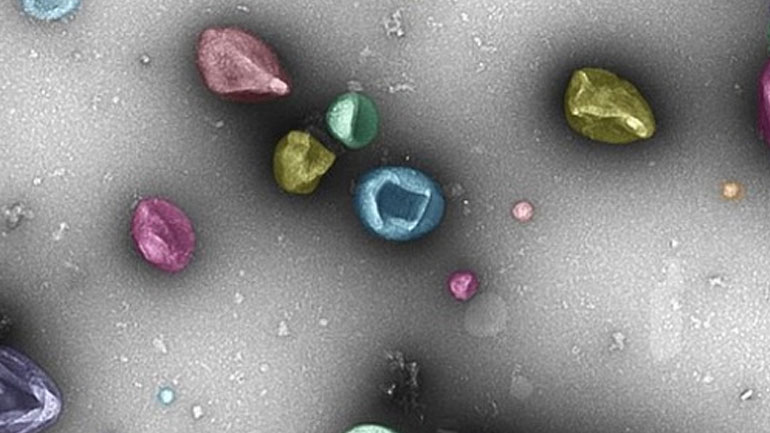 Τα κύτταρα του ανοσοποιητικού και η σεξουαλική συμπεριφορά