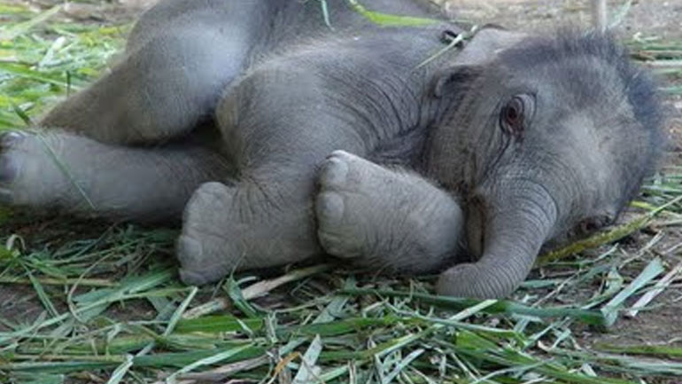 Γερμανία: Γεννητούρια στον ζωολογικό κήπο του Βούπερταλ