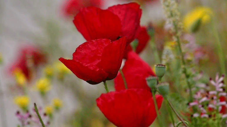 Οι Λαζαρίνες της Κοζάνης