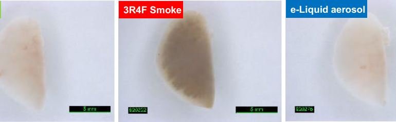 Χρωματισμός πνεύμονα σε ποντίκι που εκτέθηκε για 3 ώρες / ημέρα, 5 ημέρες / εβδομάδα, για 6 μήνες σε καθαρό αέρα, καπνό τσιγάρου (αναφορά 3R4F) ή αεροζόλ ηλεκτρονικού υγρού αποτελούμενου από 66,7% προπυλενoγλυκόλη, 28,5% γλυκερίνη, 4,8% νικοτίνη και 0,12% μείγματος αρώματος. Η συγκέντρωση νικοτίνης ήταν 36,7 μg / L στην ατμόσφαιρα δοκιμής.