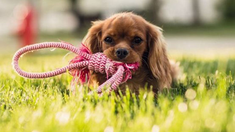 Ποια είναι τα 4 σημαντικά λάθη που κάνουμε ως ιδιοκτήτες σκύλων;
