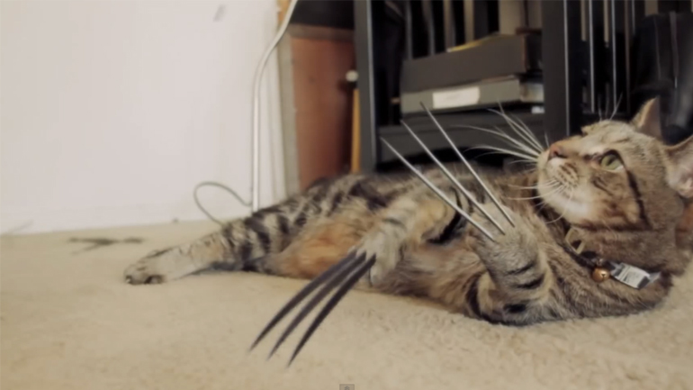 Ο γάτος Wolverine