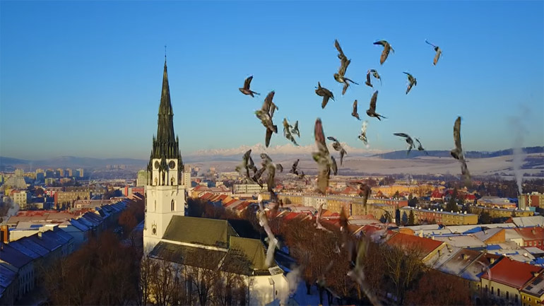 Πουλιά “κατέρριψαν” drone την ώρα της κινηματογράφισης!