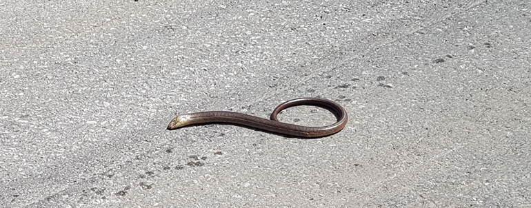 Προσοχή στα... φίδια!