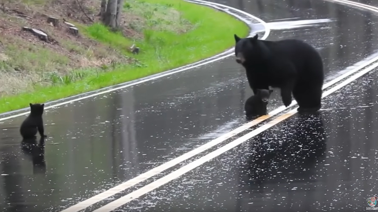 Αρκουδάκια μαθαίνουν να διασχίζουν τον δρόμο