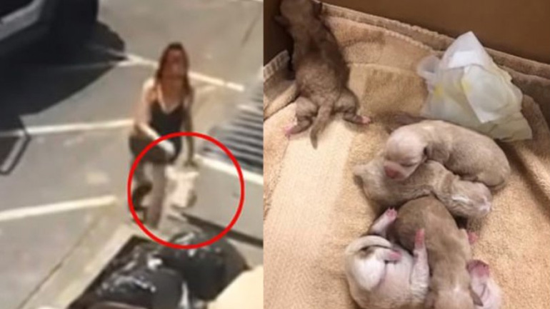 Κτηνωδία: Πέταξε στα σκουπίδια επτά νεογέννητα κουτάβια και έφυγε ατάραχη