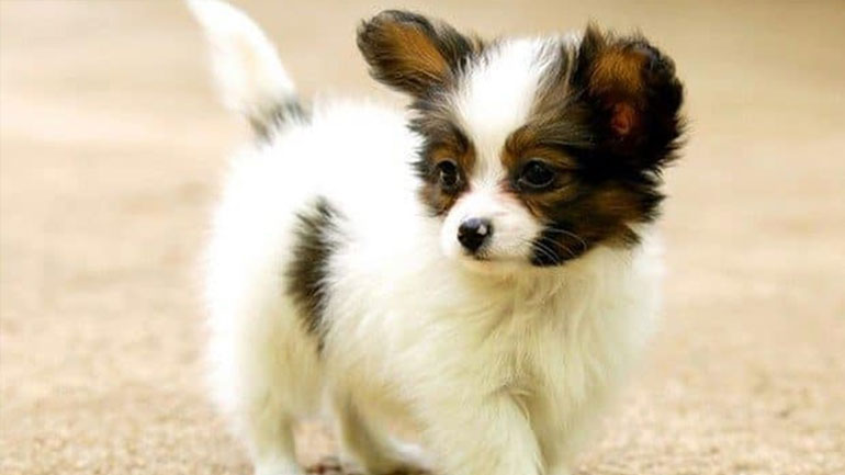 Πέντε λάθη που κάνεις όταν έρχεται για πρώτη φορά το κουτάβι στο σπίτι σου