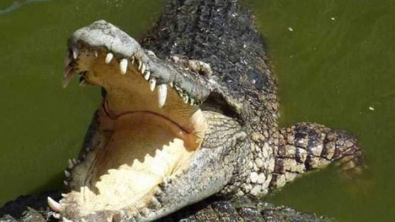Κροκόδειλος αναδύεται με ένα ανθρώπινο πόδι στα σαγόνια του