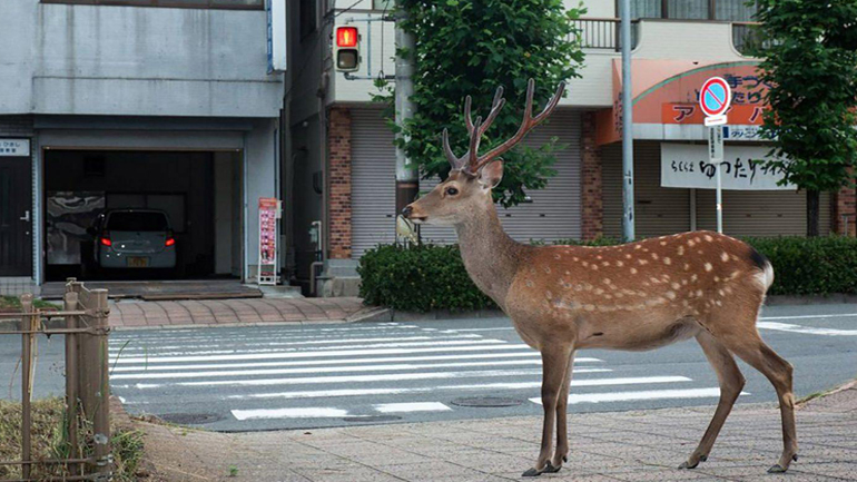 «Beyond the Border»: Τα ελάφια, ελεύθερα στους δρόμους της Νάρα