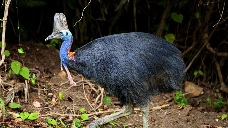 ΗΠΑ: Πωλείται ο καζουάριος που σκότωσε τον ιδιοκτήτη του στη Φλόριντα