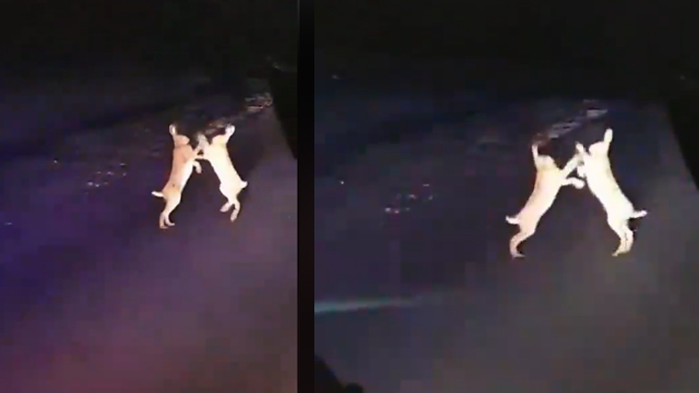 Δύο λαγοί παίζουν ξύλο