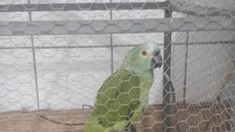 Βραζιλία: Συνελήφθη «μαφιόζος»… παπαγάλος αλλά κρατάει το ράμφος του κλειστό