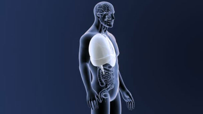 Επιστήμονες στη Γερμανία δημιούργησαν διαφανή ανθρώπινα όργανα