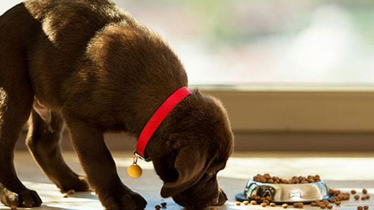 Μήπως ο σκύλος σας τρώει πολύ γρήγορα;