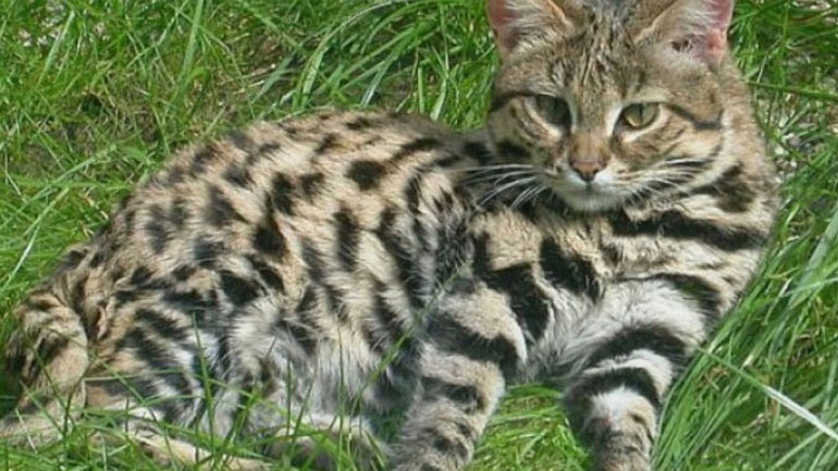 Πώς θα προλάβετε μία επίθεση από γάτα;