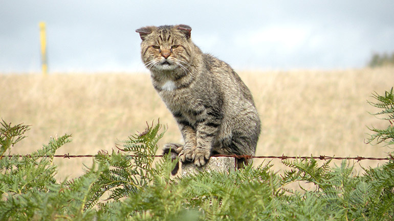 «Γατοκτονία» στην Αυστραλία: Θα εξοντώσουν 2 εκατ. αιλουροειδή για να προστατέψουν τα θηράματά τους