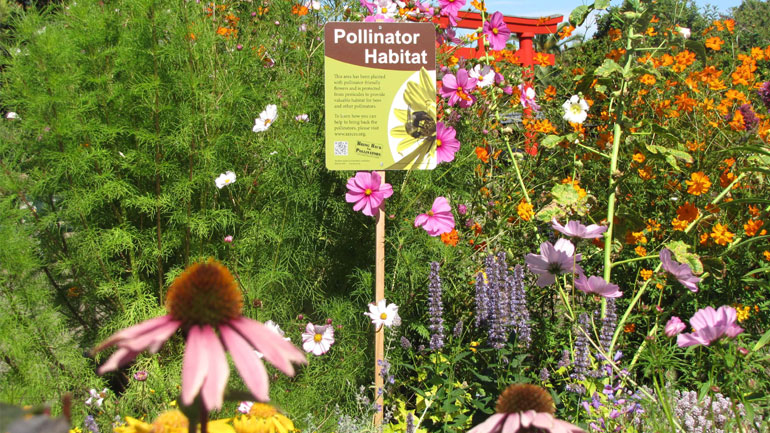 Ανθίζουν μελισσόκηποι στα μπαλκόνια μας