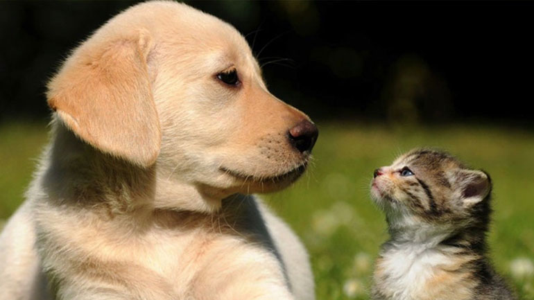 Λιγότερες αλλεργίες στα παιδιά που έχουν κατοικίδια ζώα!