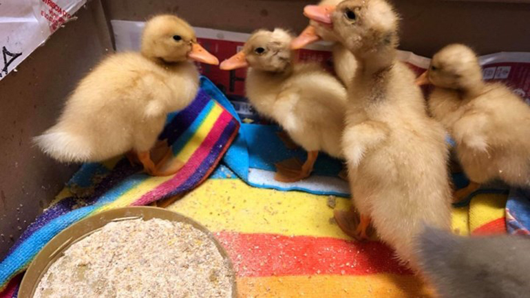 Θεσσαλονίκη: Αστυνομικό τμήμα «γέμισε» παπάκια