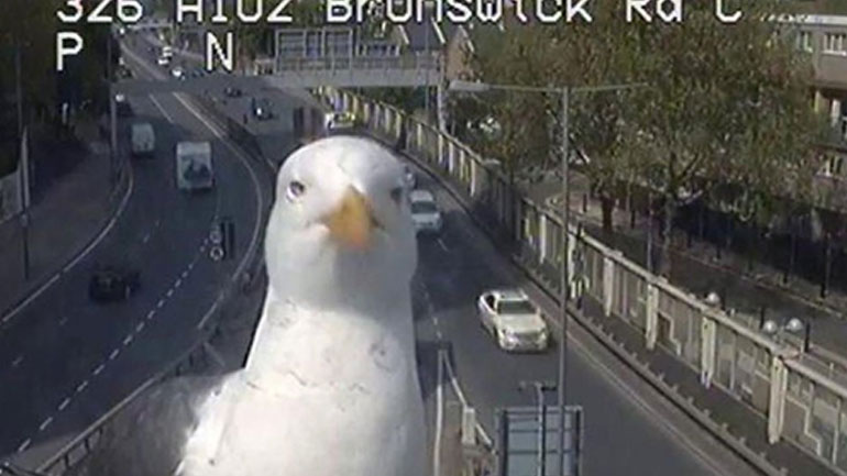 Ο περίεργος γλάρος