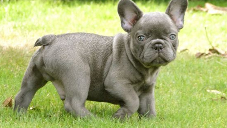 Αυτές είναι οι πιο δημοφιλείς ράτσες σκύλων σύμφωνα με τα hashtags του Instagram