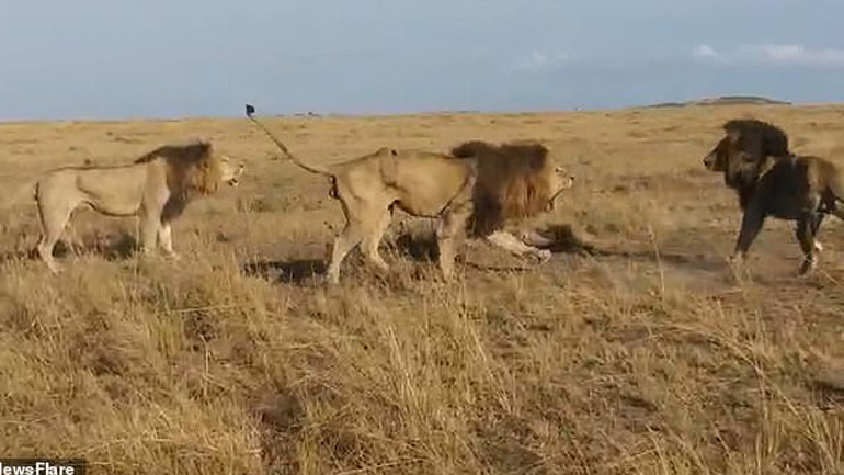 Μπρουτάλ μάχη μεταξύ τριών λιονταριών
