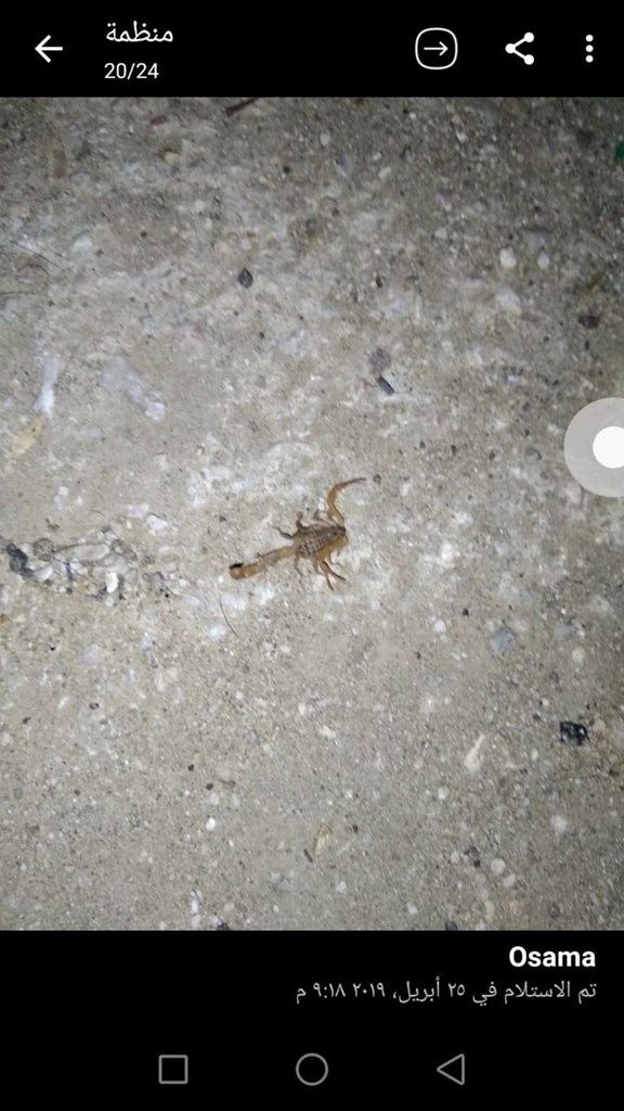 Σκορπιοί παντού στο ξενοδοχείο, όπου ζουν μικρά παιδιά...