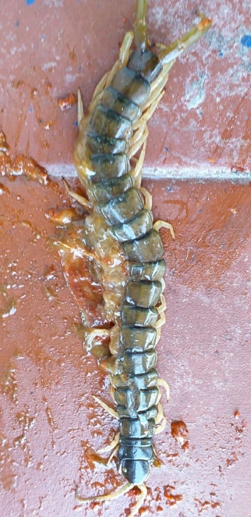 Έντομα παντού...