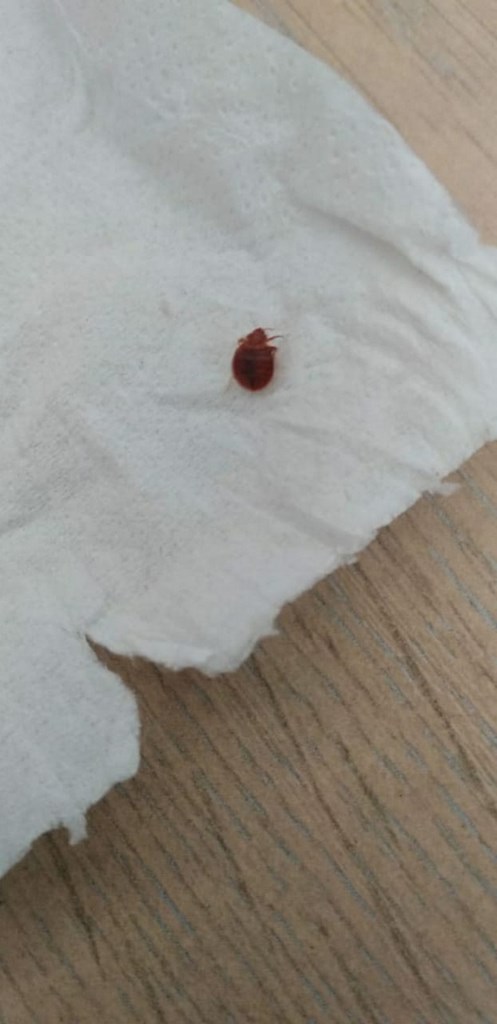 Φυσικά δεν λείπουν και οι κατσαρίδες