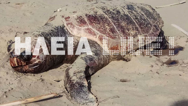 Νεκρή καρέτα καρέτα στο Κατάκολο