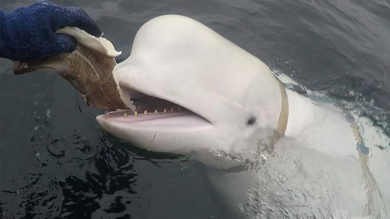 Φάλαινα «κατάσκοπος» στη Νορβηγία Φάλαινα «κατάσκοπος» στη Νορβηγία