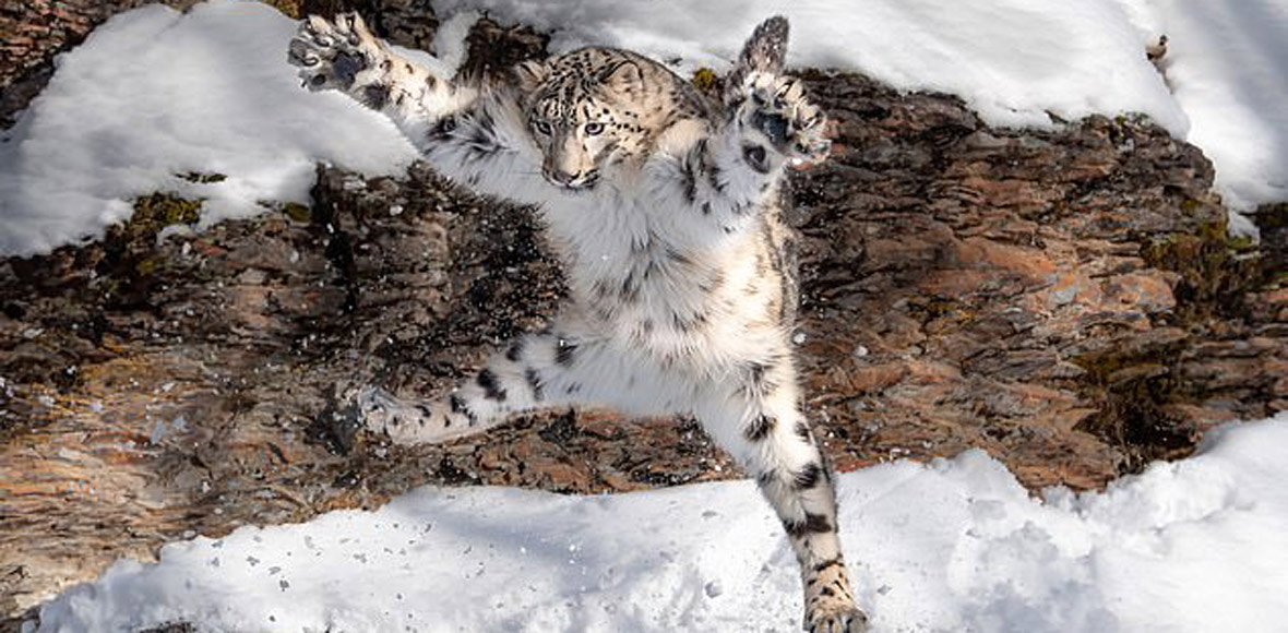 Παιχνιδιάρα γάτα