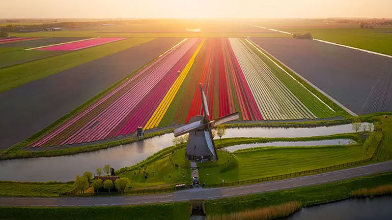 Ολλανδία: Μαγικές εικόνες από drone που ταξιδεύει πάνω από ανθισμένα λιβάδια με τουλίπες