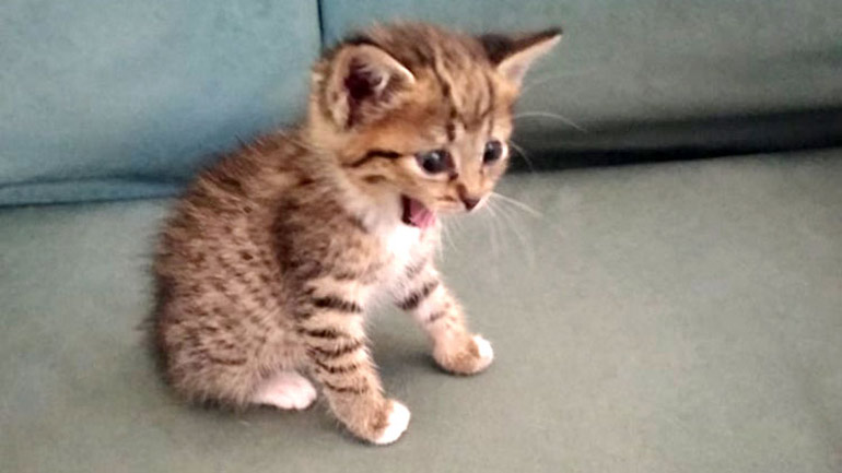 Κτηνωδία στην Κρήτη: Σούβλισαν μικροσκοπικό γατάκι