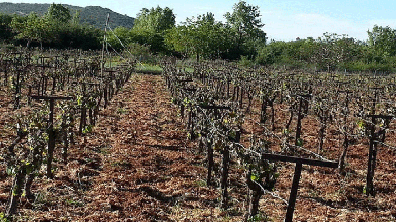 Ηράκλειο: Σοβαρές ζημιές στις αμπελοκαλλιέργειες από τους ισχυρούς ανέμους