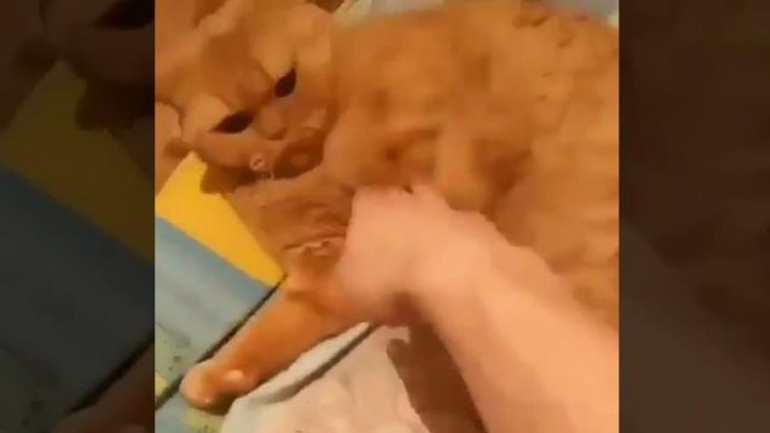 Η γάτα δεν κοιμάται ποτέ